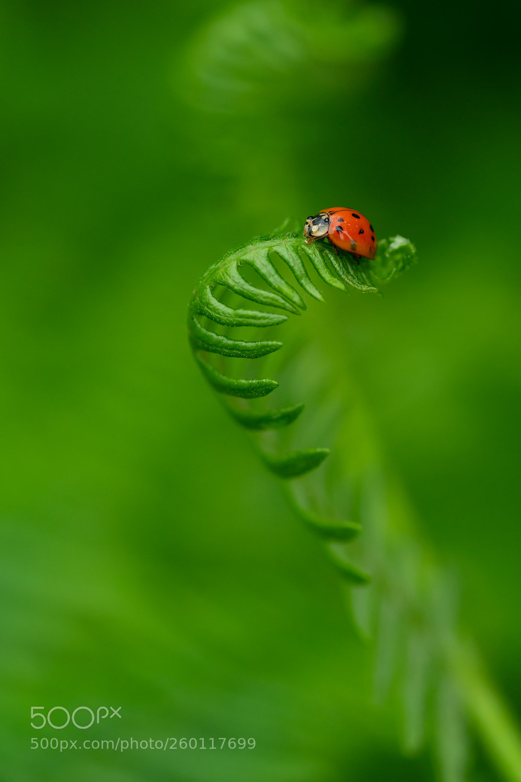 Sony a7 II sample photo. Ladybird photography