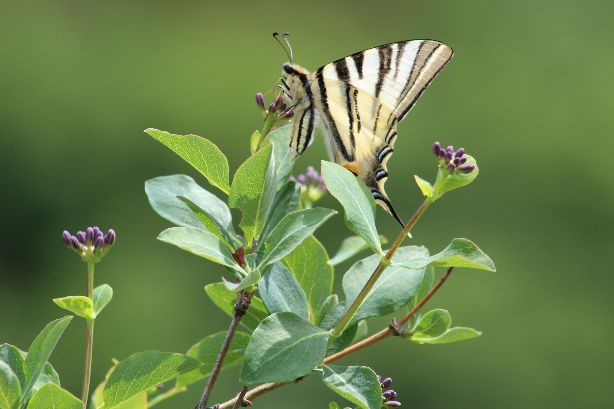 Canon EF 75-300mm f/4-5.6 sample photo. Butterfly photography