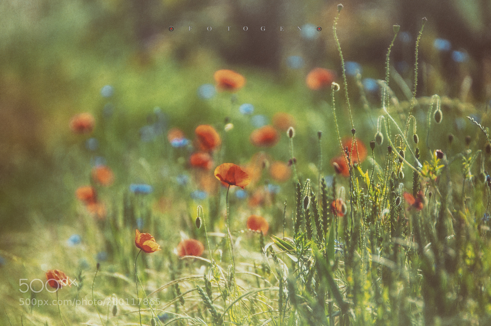 Nikon D300S sample photo. Code red photography