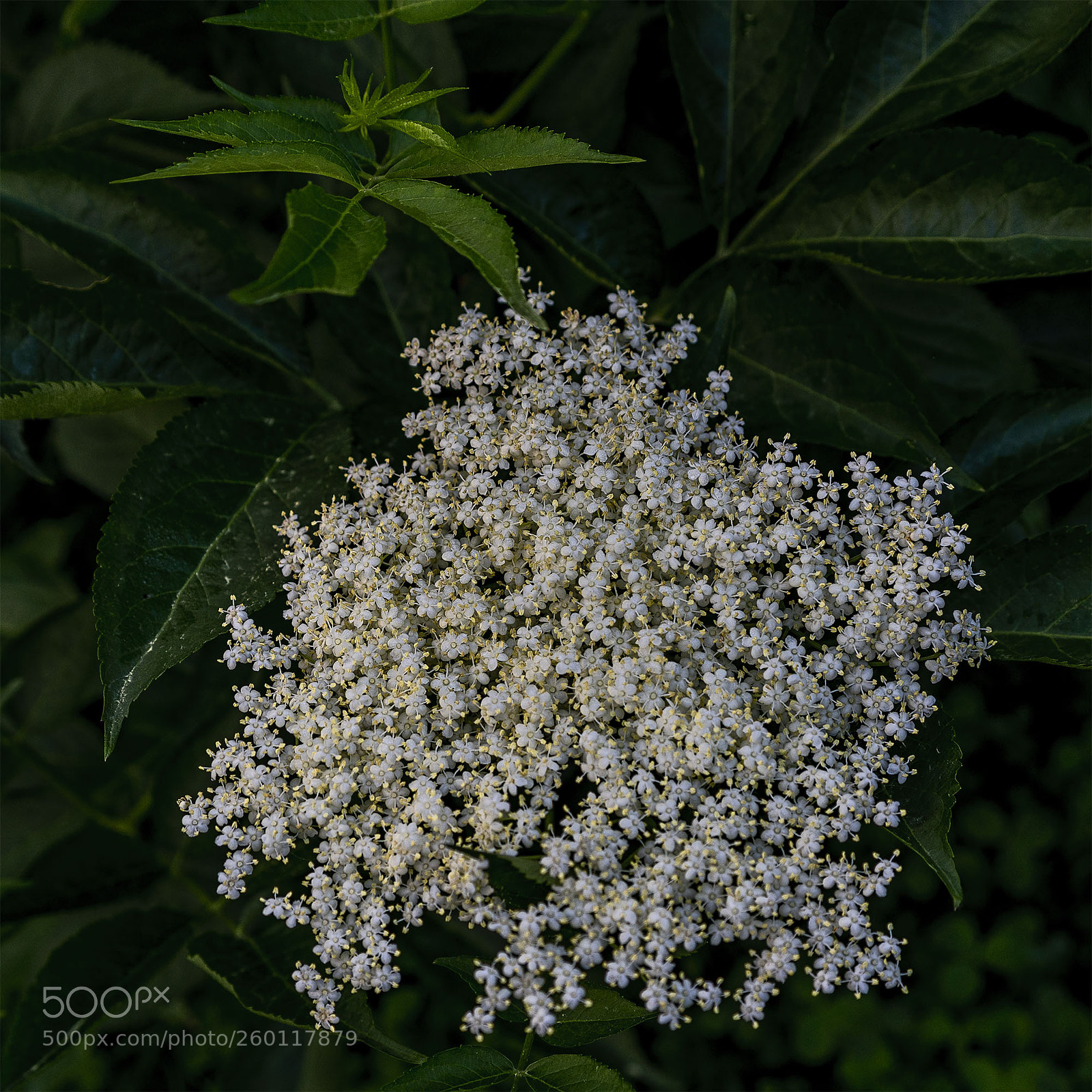 Sony a7R II sample photo. Blüten 300518-002 photography