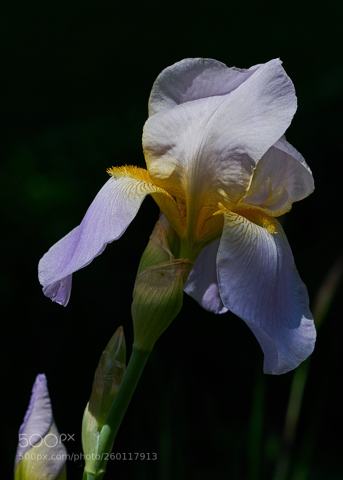 Sony a7R II sample photo. Iris photography
