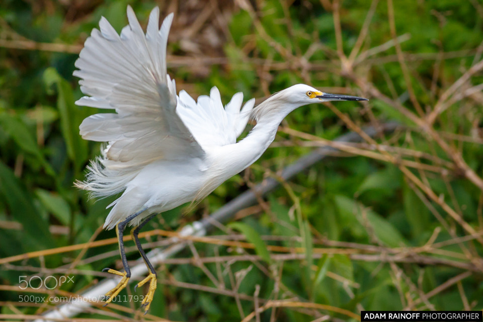 Canon EOS 70D sample photo. Snowy egret cameguadua chinchina photography