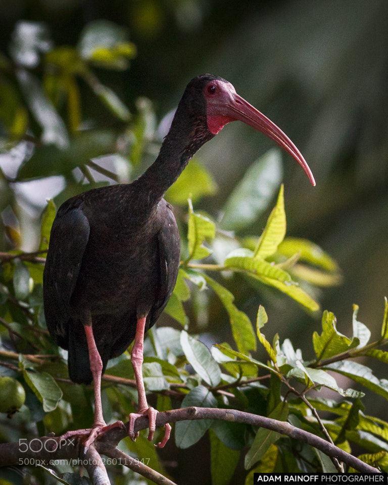 Canon EOS 70D sample photo. Bare-faced ibis cameguadua chinchina photography