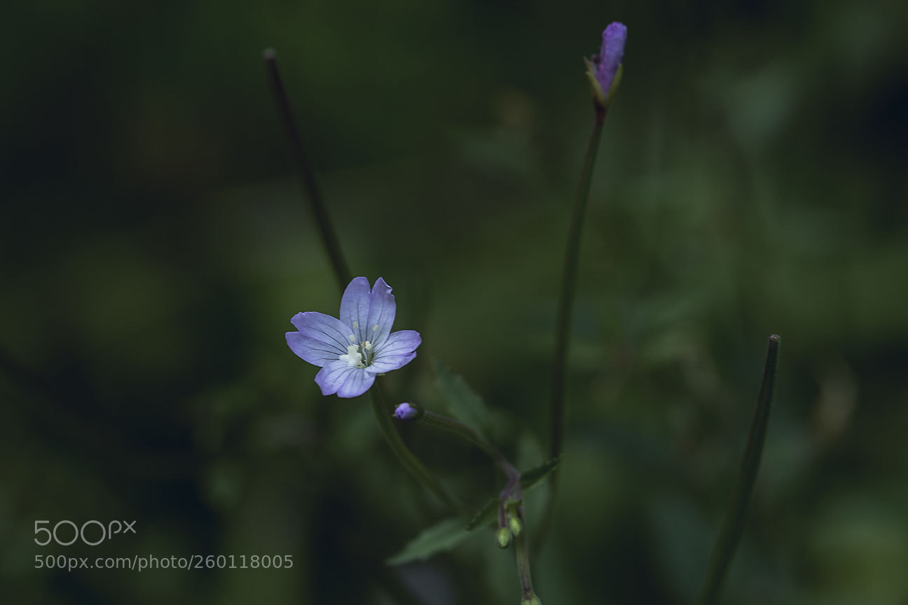 Nikon D810 sample photo. Blue flower photography