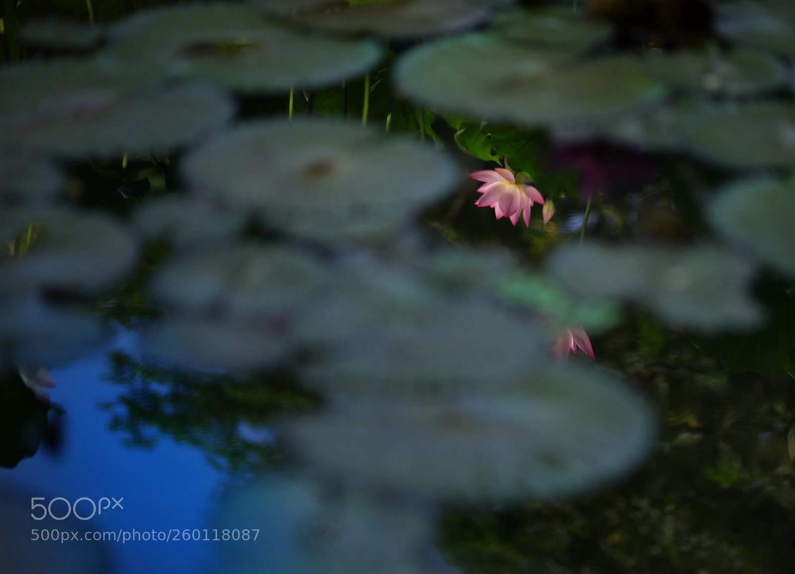 Canon EOS 5DS R sample photo. Echoe photography