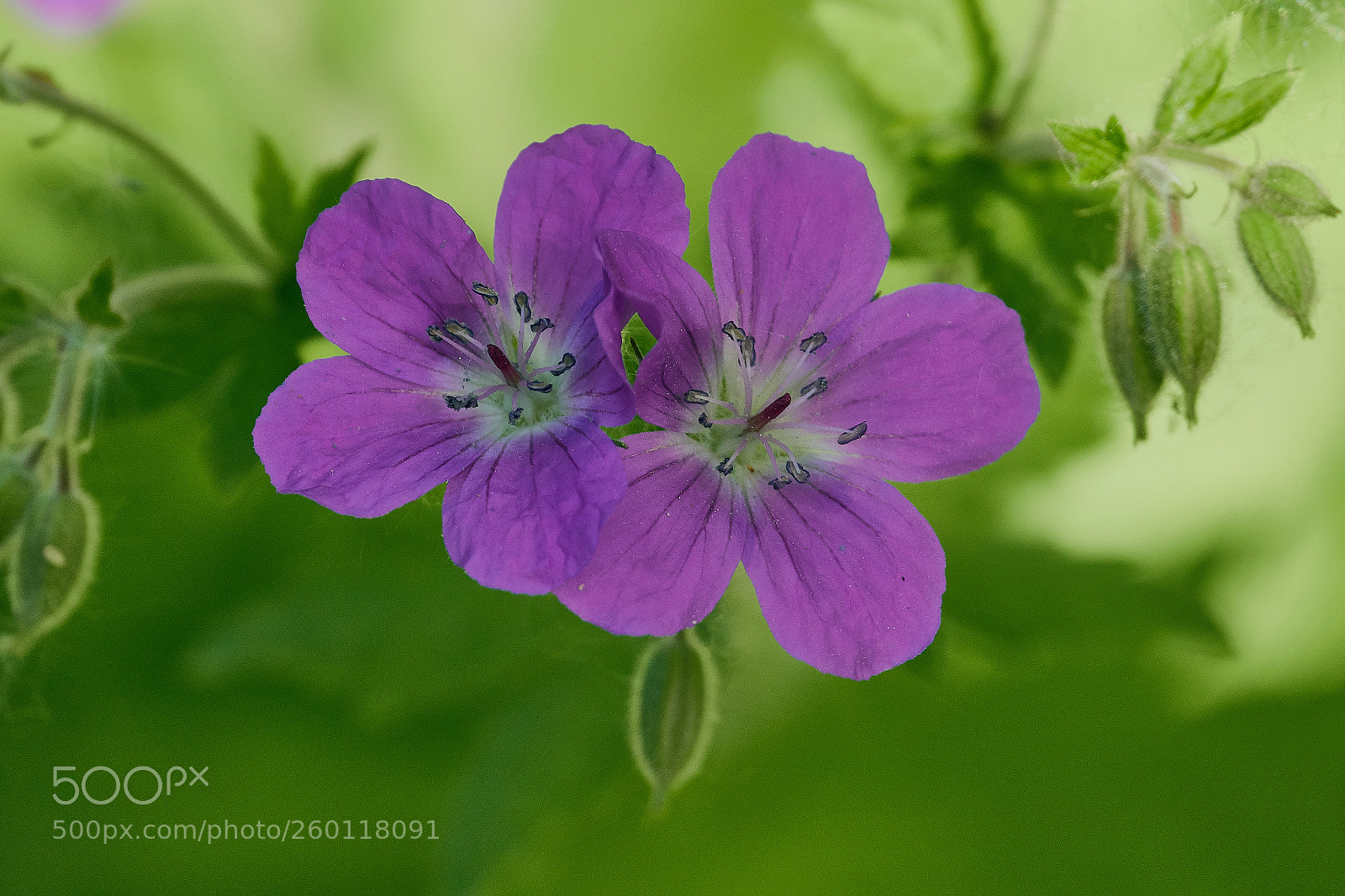 Sony Cyber-shot DSC-RX10 IV sample photo. Geranium sylvaticum photography