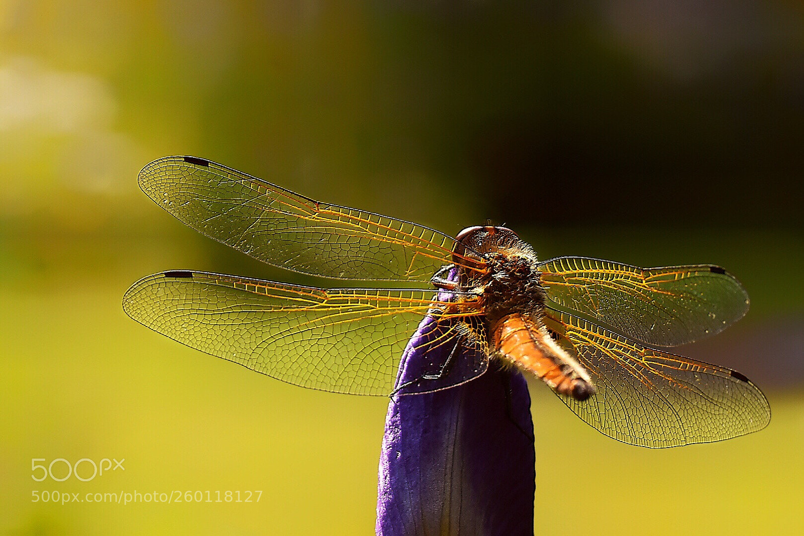 Nikon D5600 sample photo. Spread your beautiful wings photography