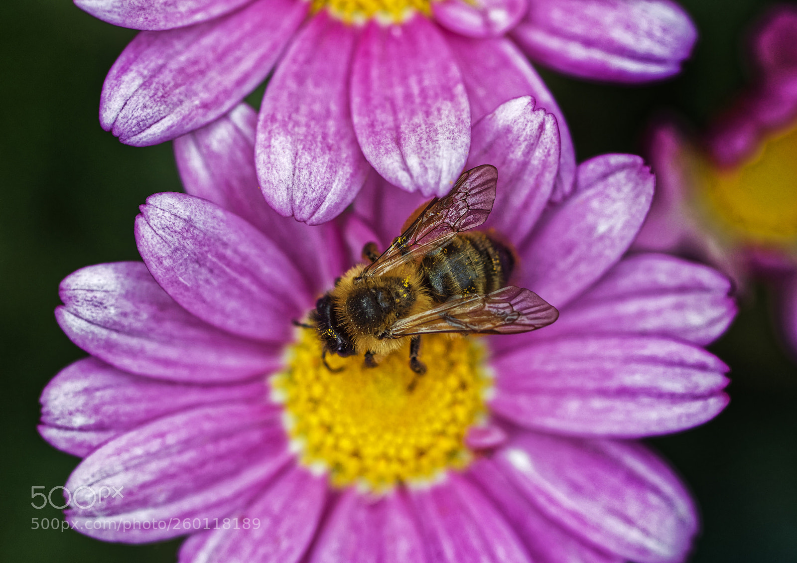 Canon EOS 5DS R sample photo. Bee photography