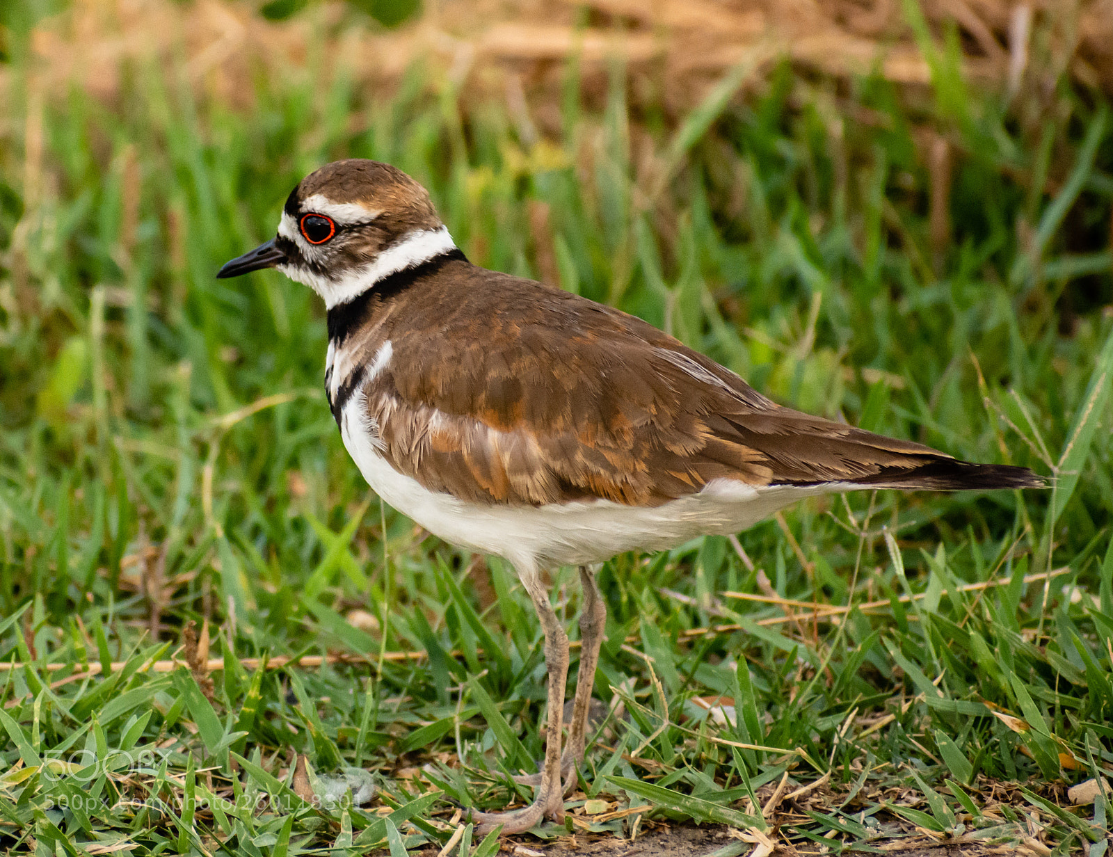 Nikon D7200 sample photo. Killdeer photography