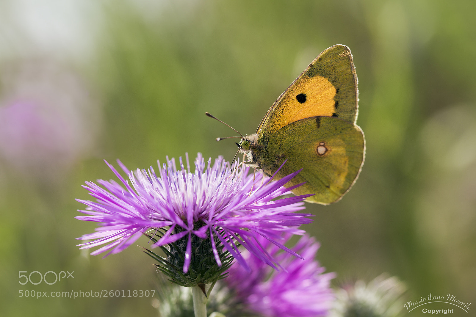 Canon EOS 6D sample photo. Butterfly 6 photography