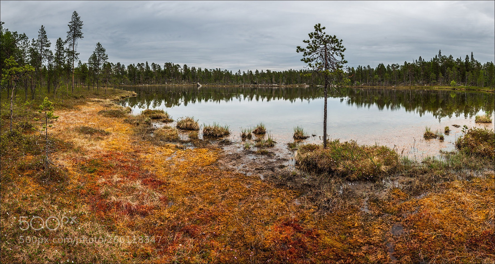 Nikon D300S sample photo. °°° in the moor °°° photography