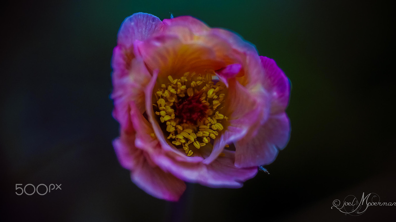 Sony SLT-A57 sample photo. Yellow ! photography