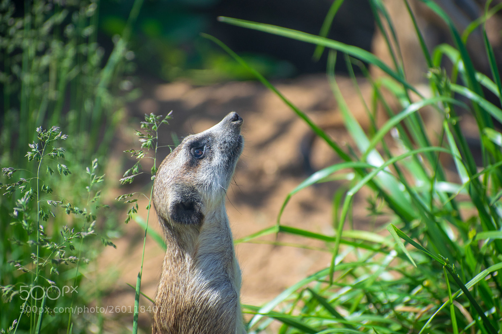 Nikon D5300 sample photo. Suricata photography
