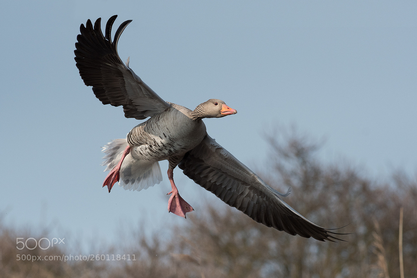 Nikon D500 sample photo. Greylag goose photography