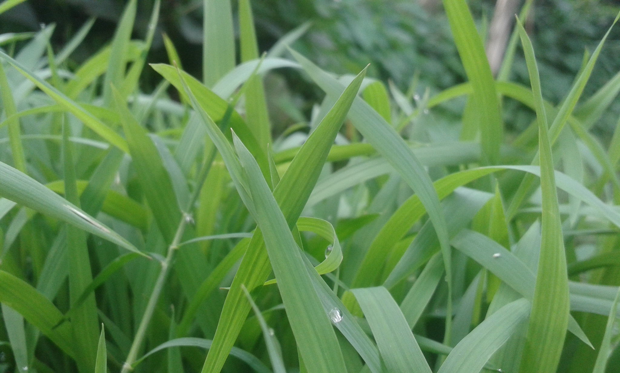 Samsung Galaxy S3 Mini sample photo. Green grasses photography