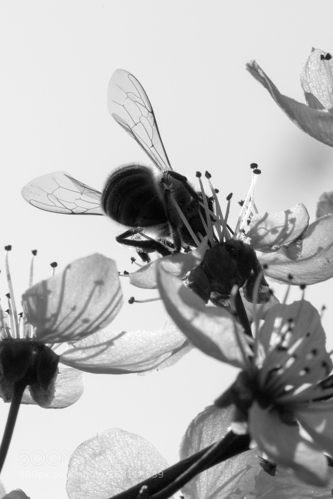Canon EOS 70D sample photo. Black and white bee photography