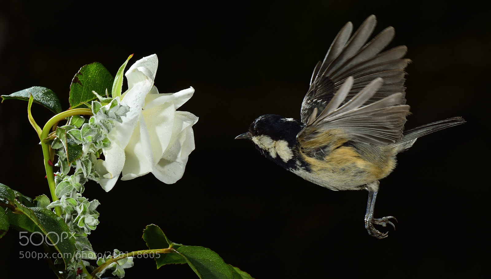 Nikon D7100 sample photo. Untitled photography