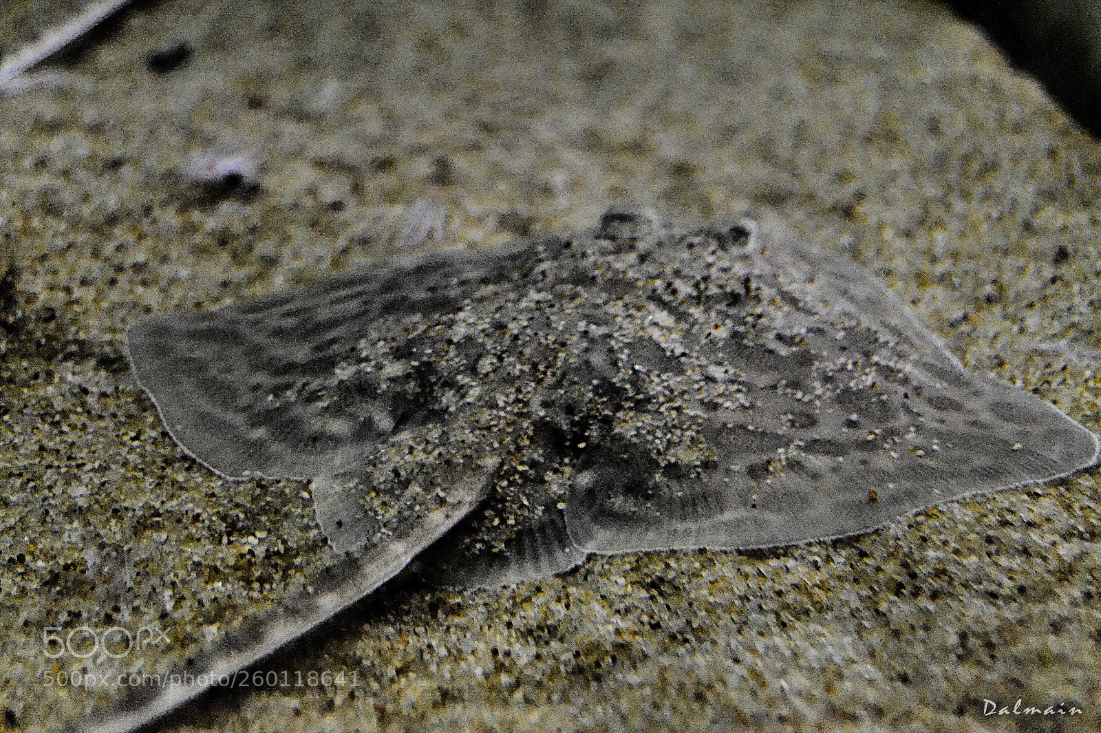 Nikon D3100 sample photo. Captured  photography