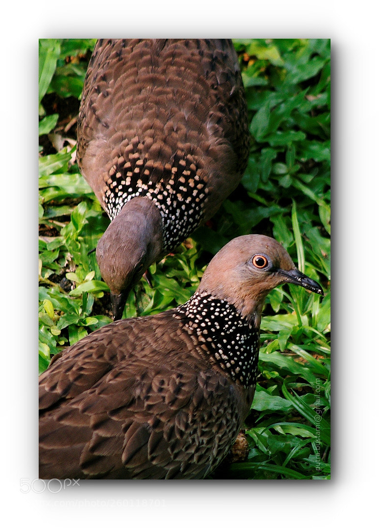 Pentax K-5 sample photo. Pair of appointments photography
