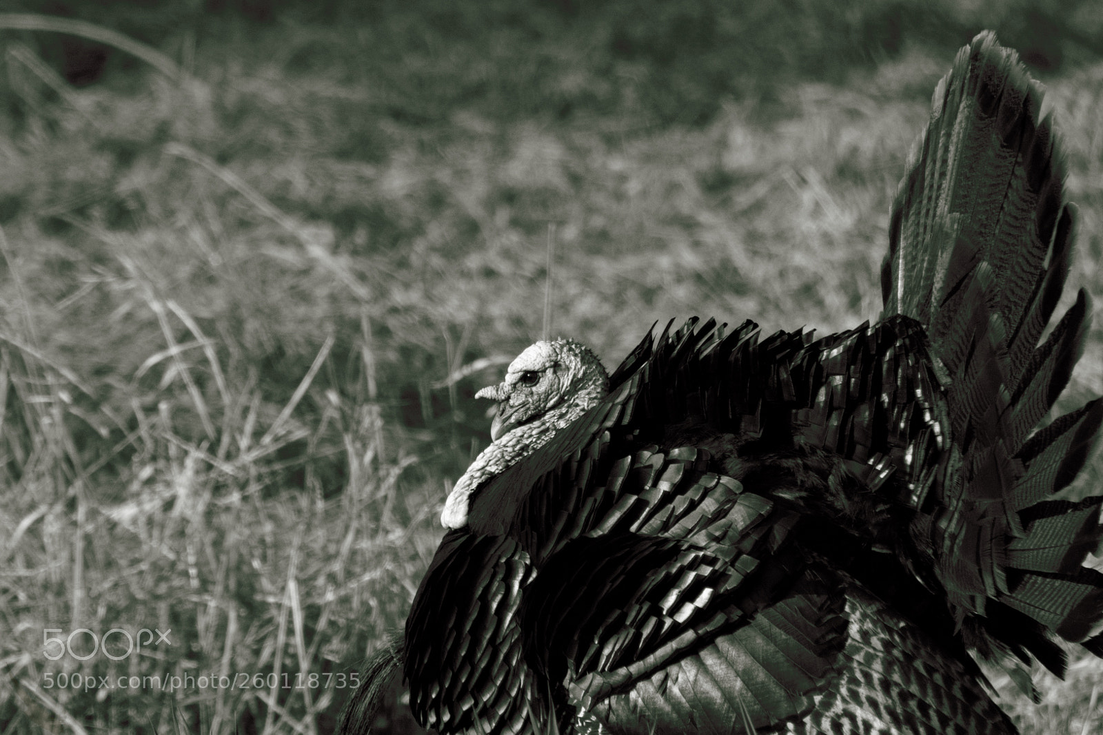 Nikon D7000 sample photo. Turkey armor photography