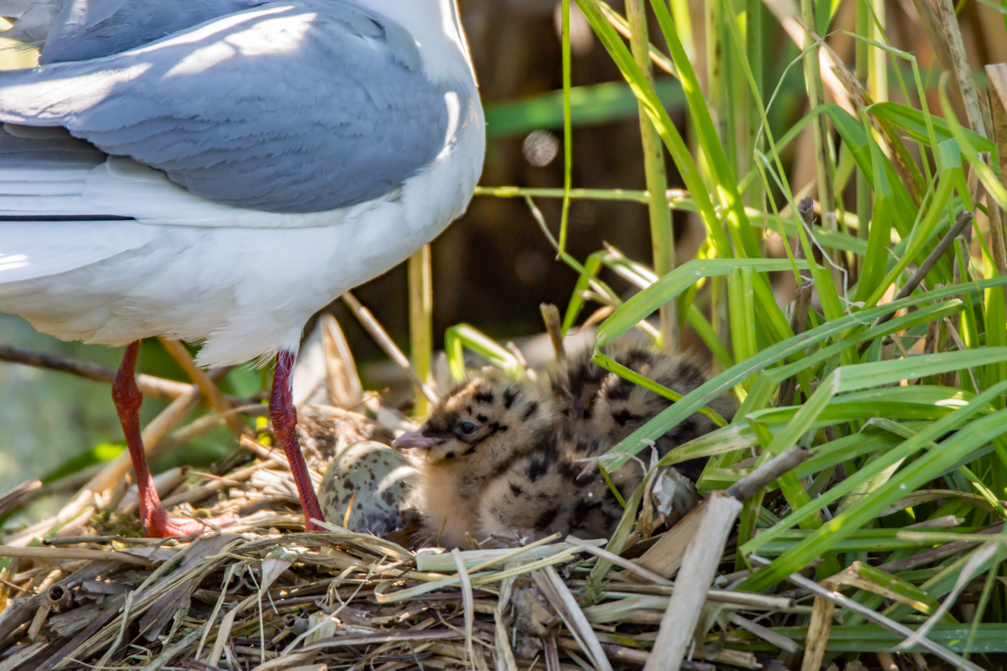 Sony SLT-A65 (SLT-A65V) sample photo. Seagull with its chicks photography