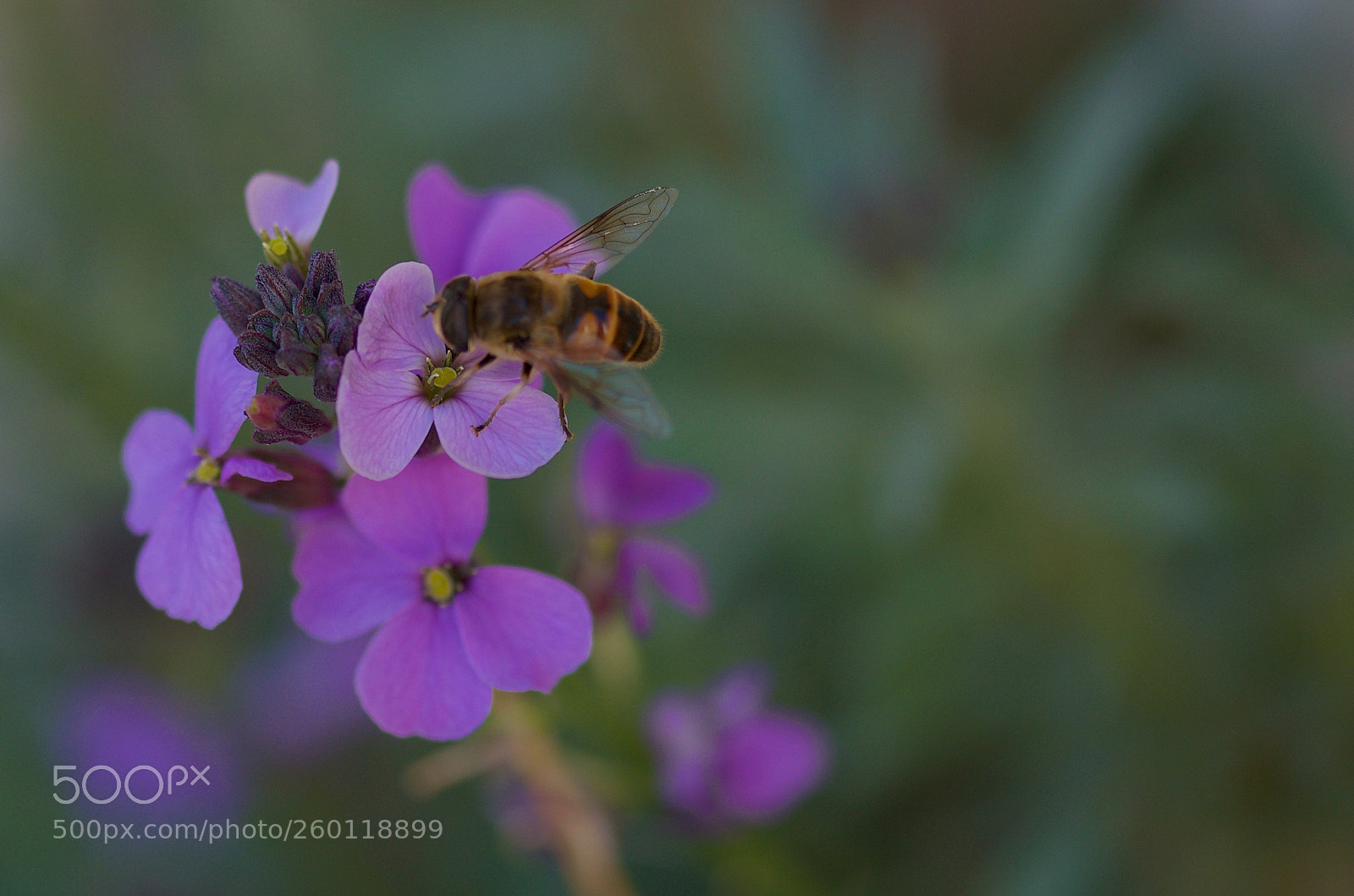 Nikon D7000 sample photo. In the garden photography