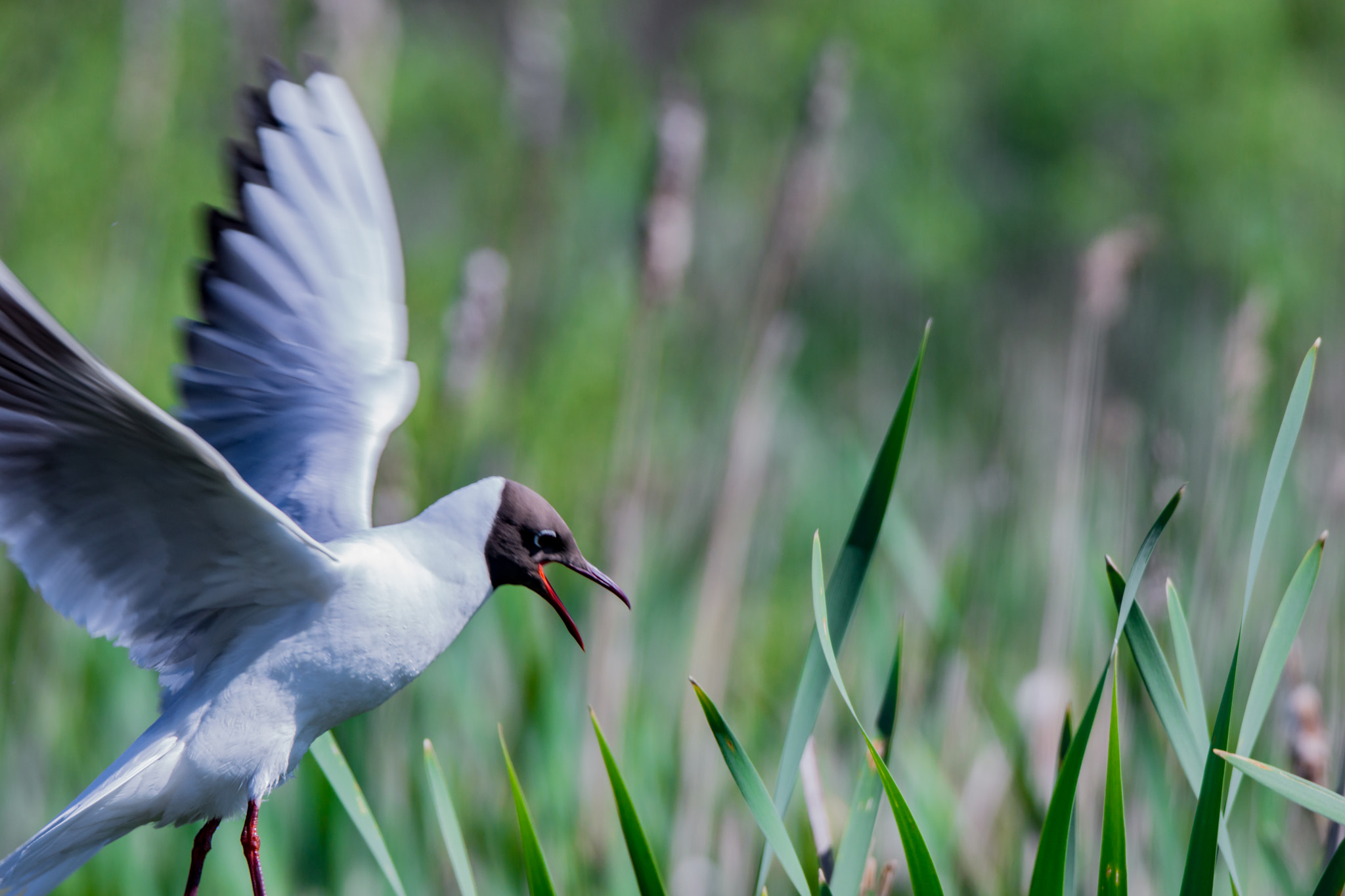 Sony SLT-A65 (SLT-A65V) sample photo. Seagull in flight photography