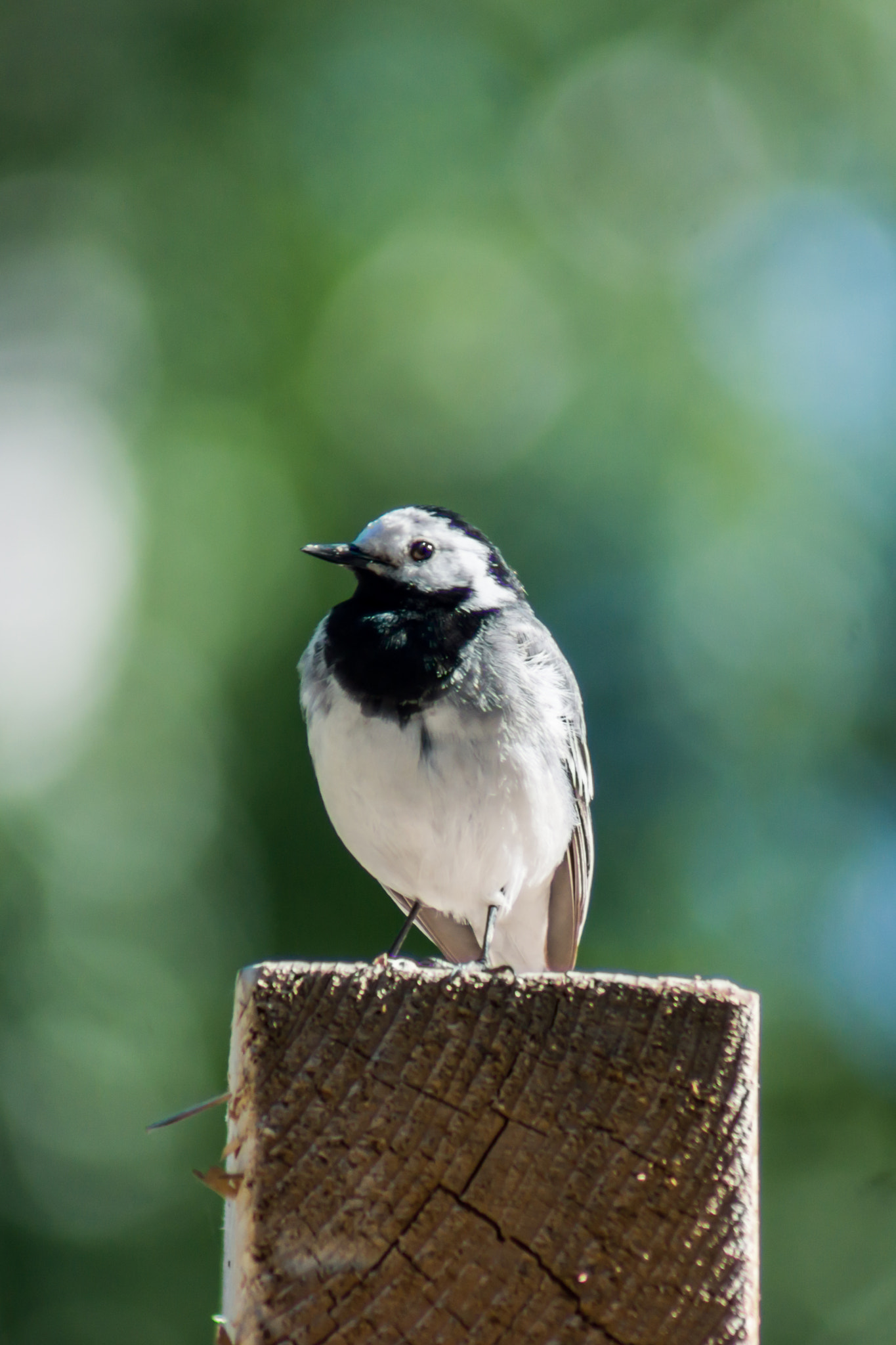 Sony SLT-A65 (SLT-A65V) sample photo. Wagtail photography