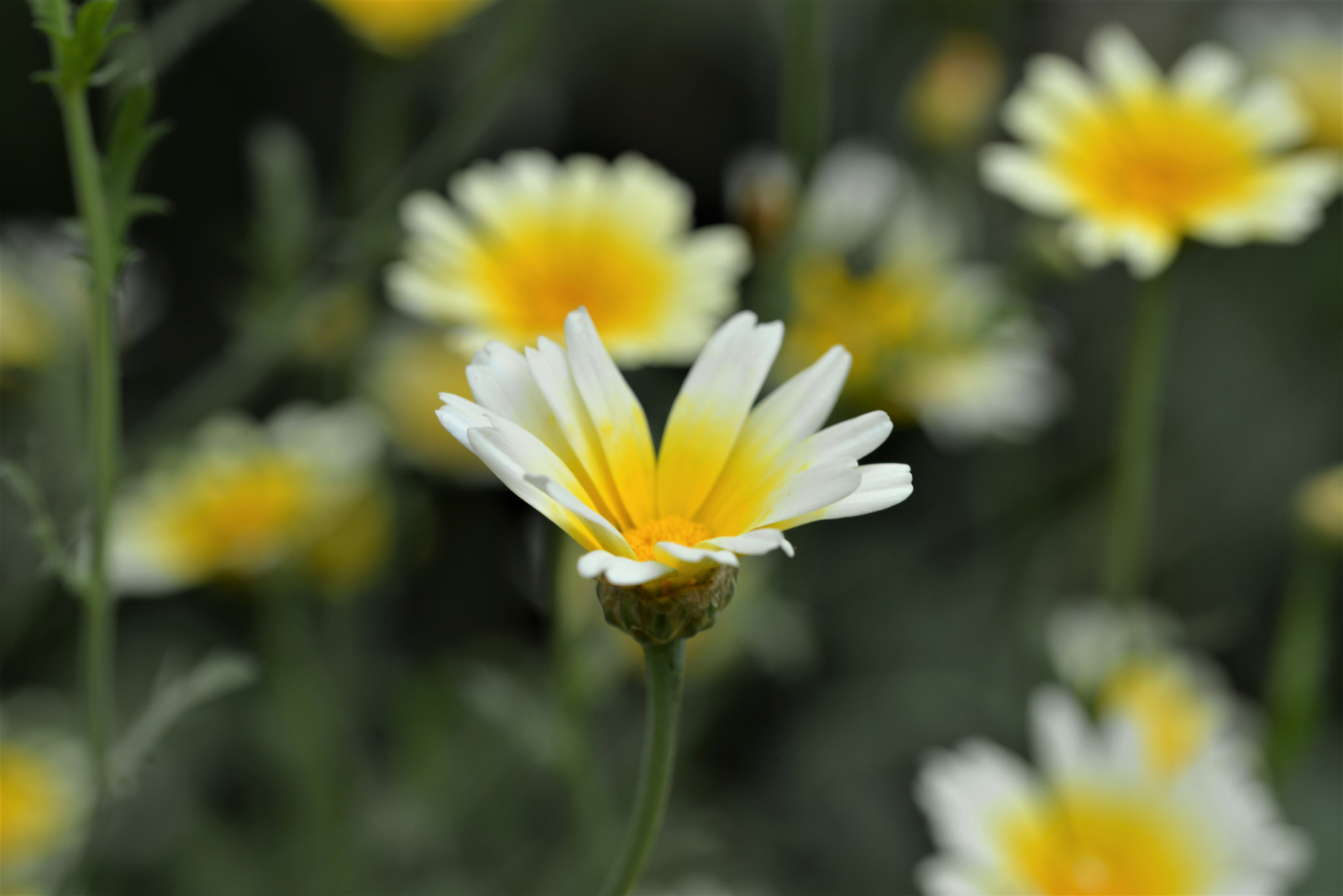 Sigma 105mm F2.8 EX DG OS HSM sample photo