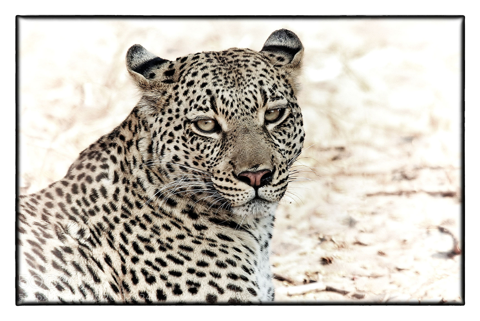 Canon EOS 7D sample photo. Leopardess photography