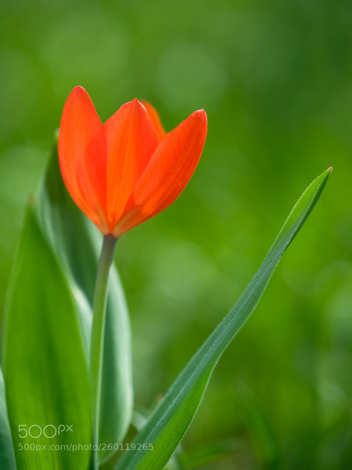 Fujifilm X-T2 sample photo. Red photography