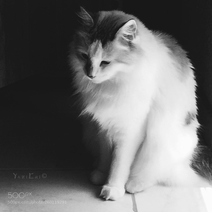 Apple iPhone 6 sample photo. Gabby in black and photography