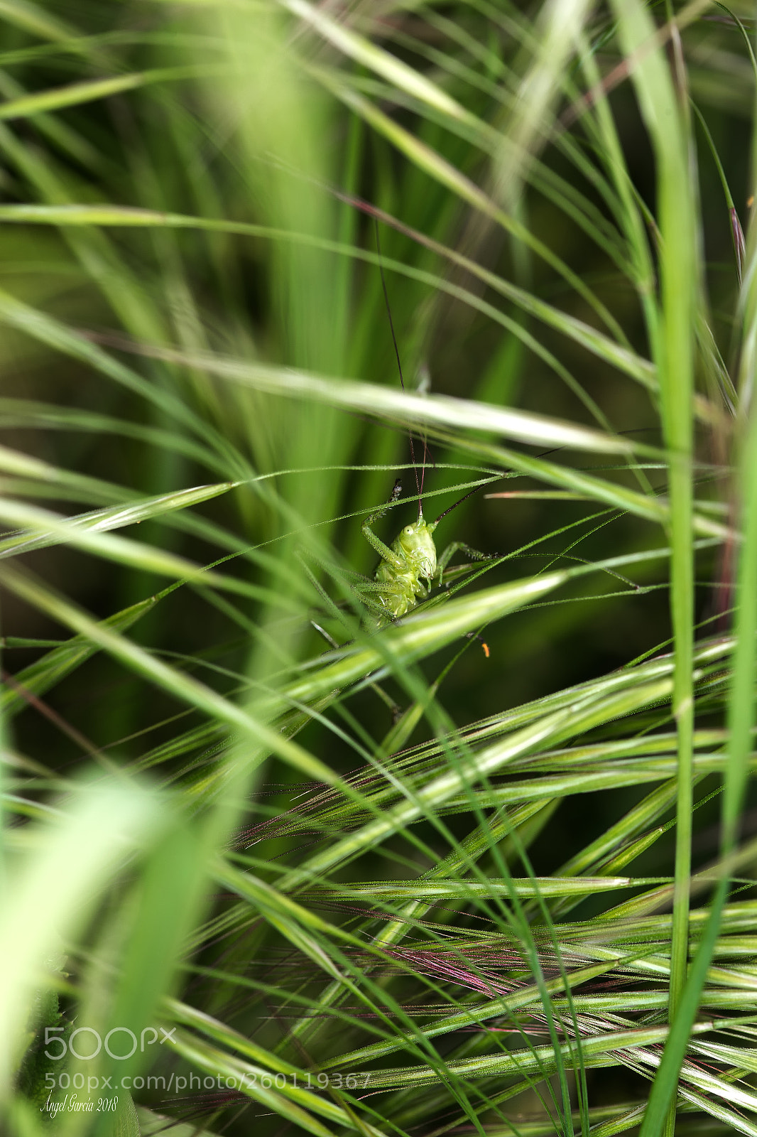 Canon EOS 6D sample photo. Veo verde photography