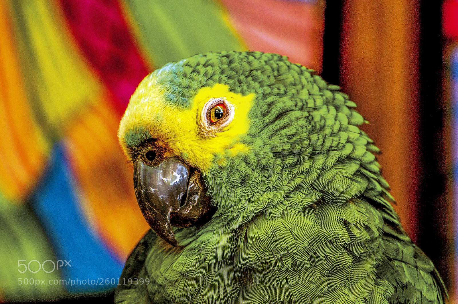 Nikon D90 sample photo. Brazilian bird photography
