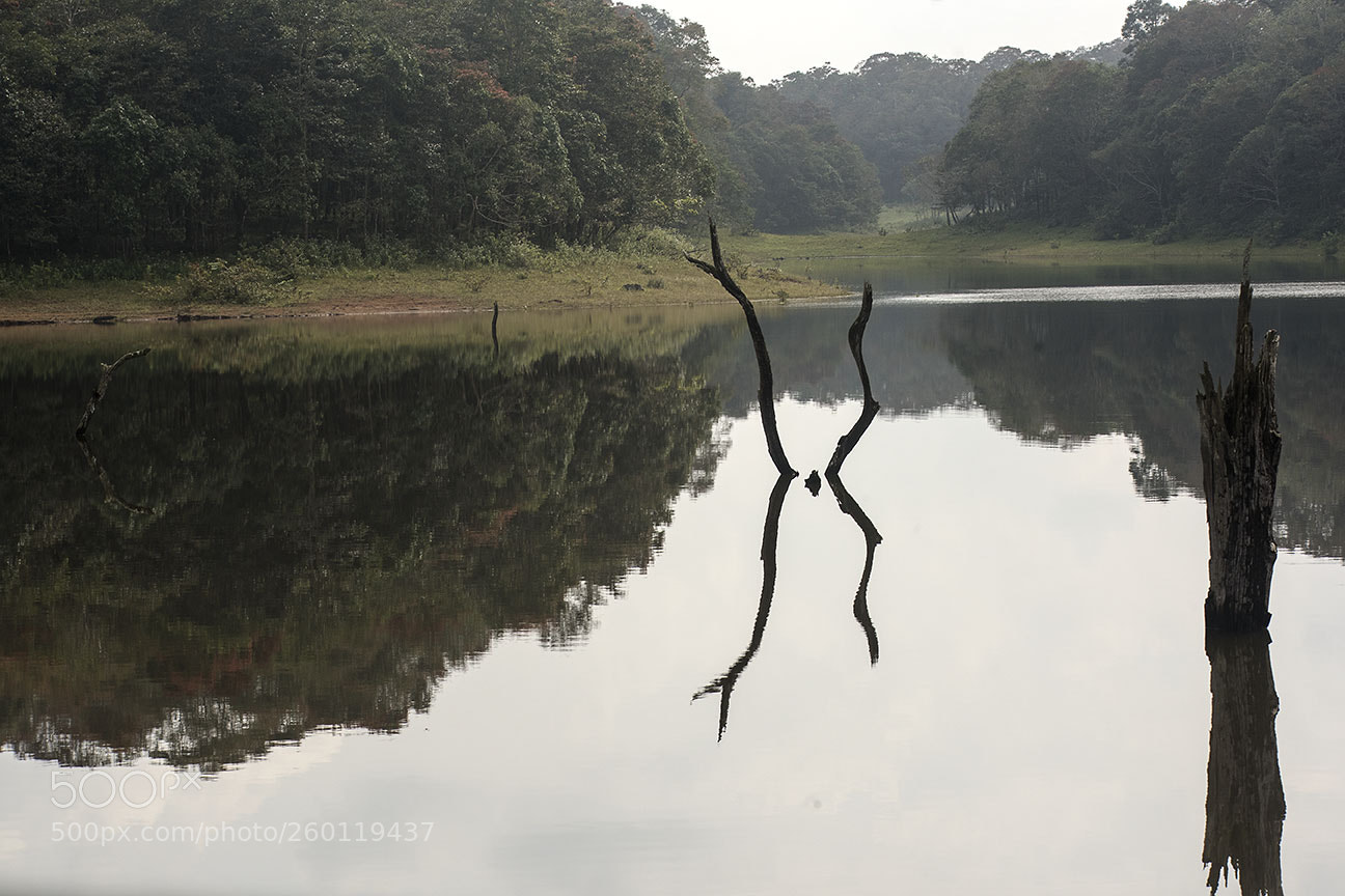 Nikon D810 sample photo. Periyar lake photography