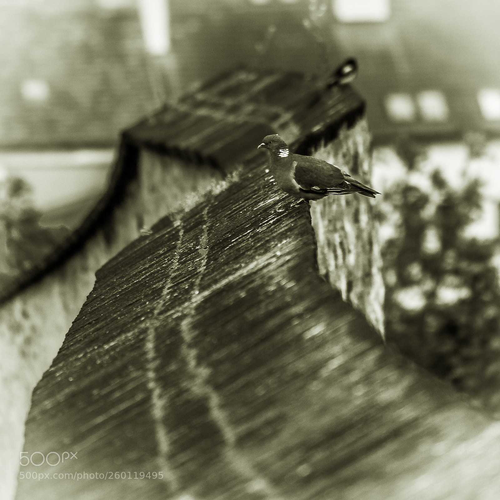 Nikon D40 sample photo. Pigeon on the line photography