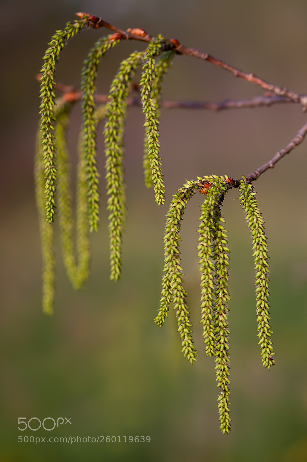 Canon EOS 5D Mark II sample photo. Catkins on common hazel photography