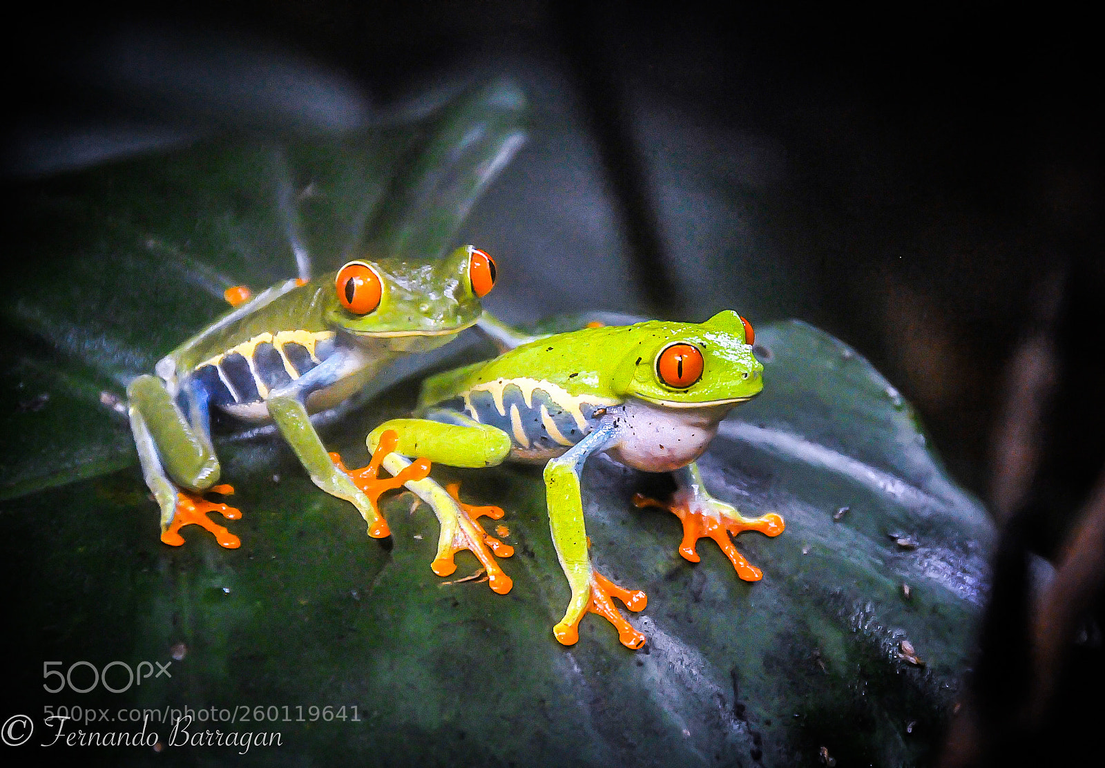 Nikon D300S sample photo. Ranas (de ) photography