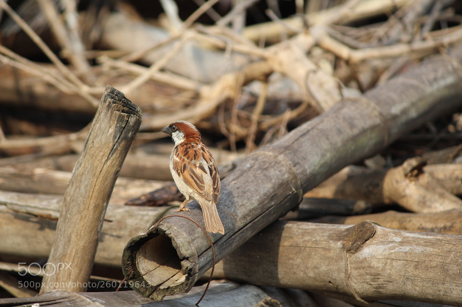 Canon EF-S 55-250mm F4-5.6 IS II sample photo. Sparrow photography