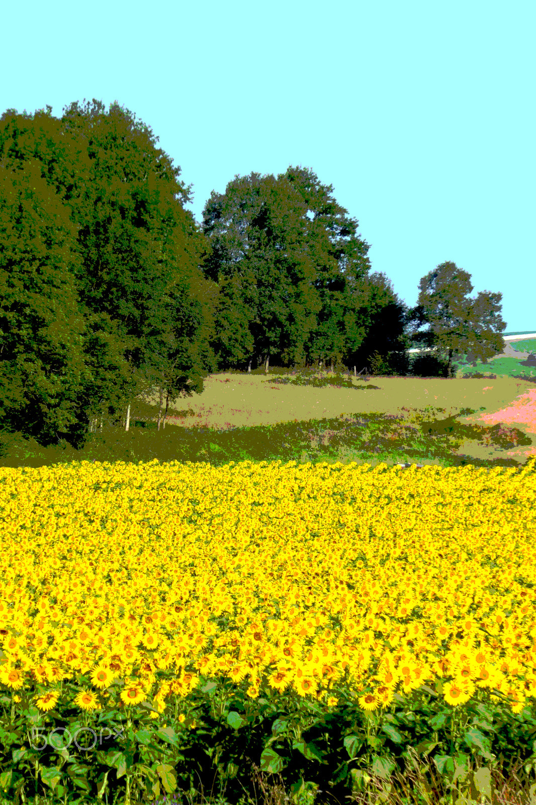 Panasonic Lumix DMC-ZS50 (Lumix DMC-TZ70) sample photo. Golden harvest photography