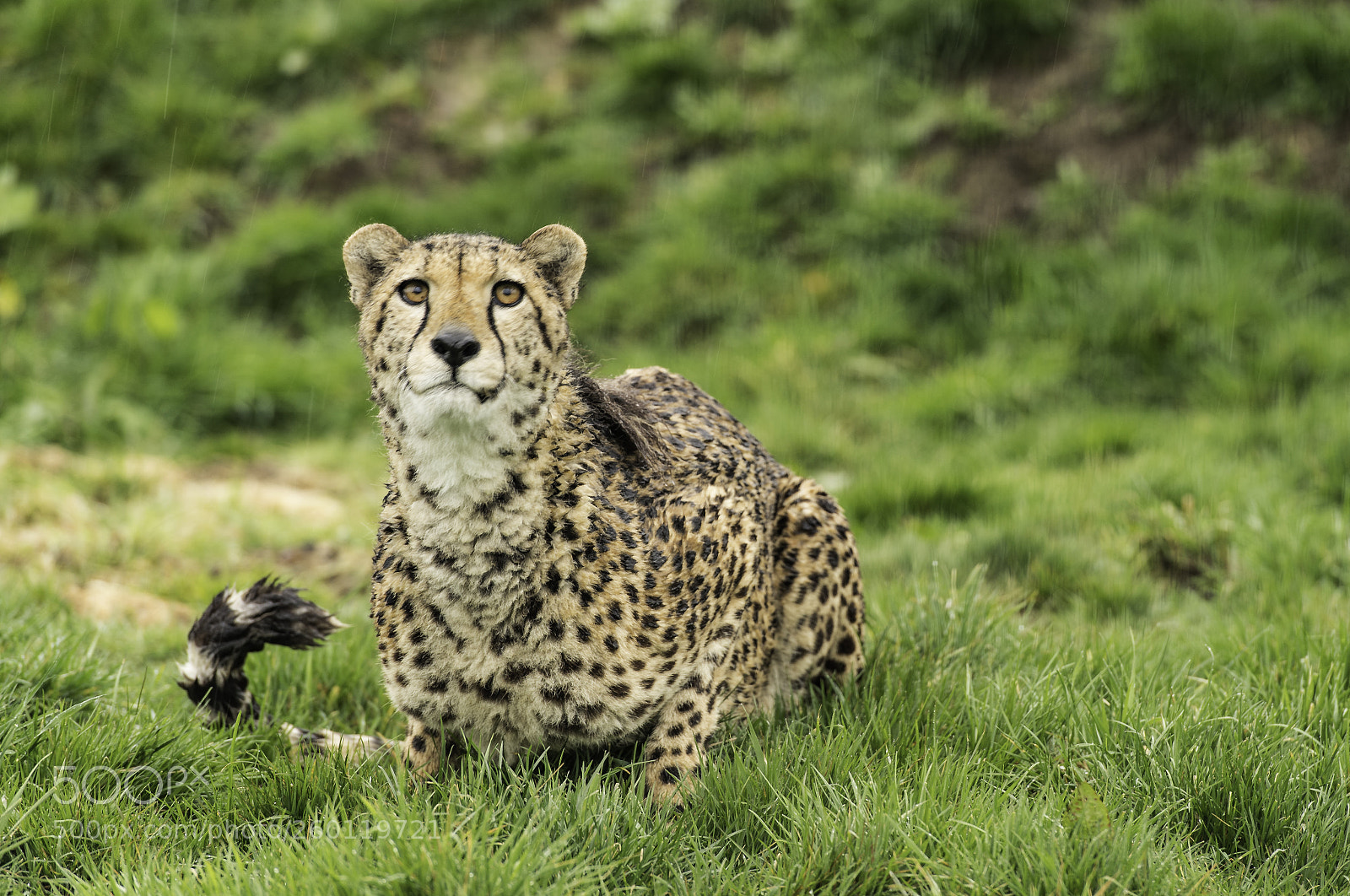 Nikon D5 sample photo. Cheetah series photography