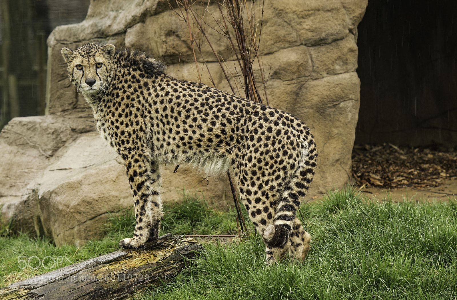 Nikon D5 sample photo. Cheetah series photography