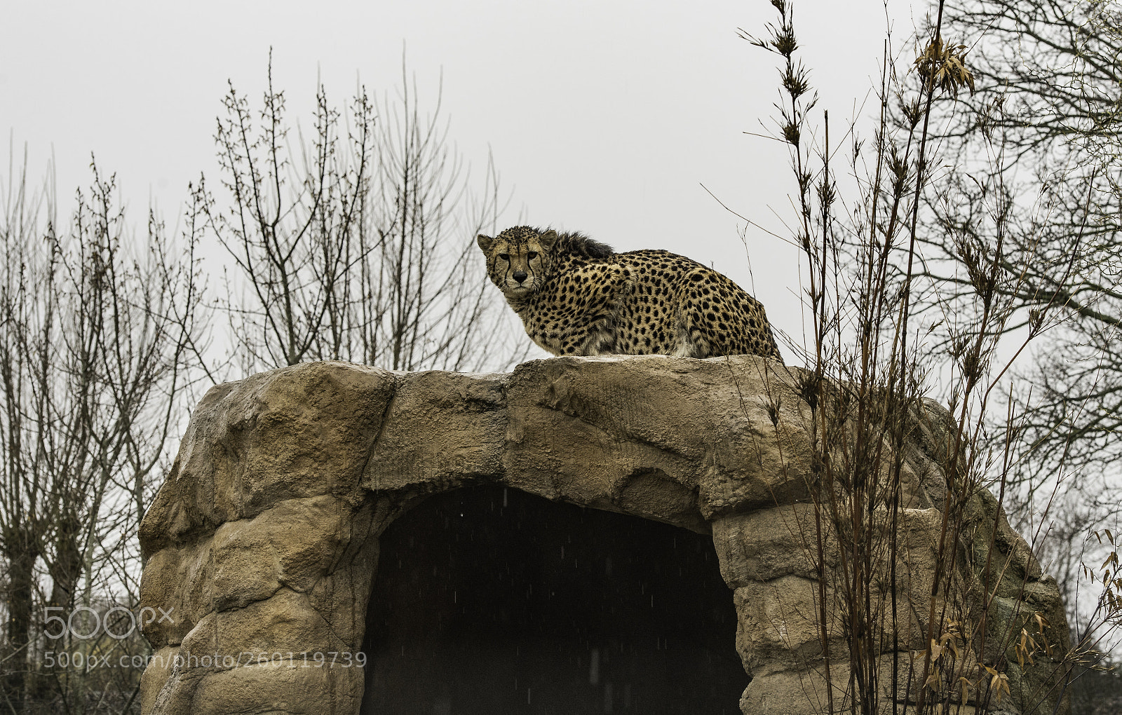 Nikon D5 sample photo. Cheetah series photography