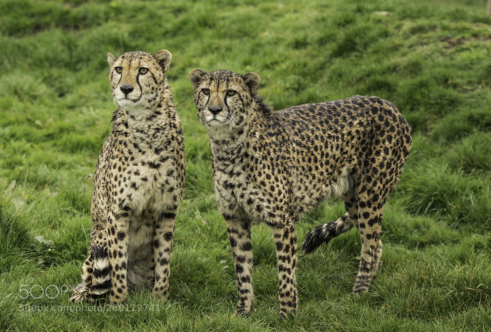 Nikon D5 sample photo. Cheetah series photography