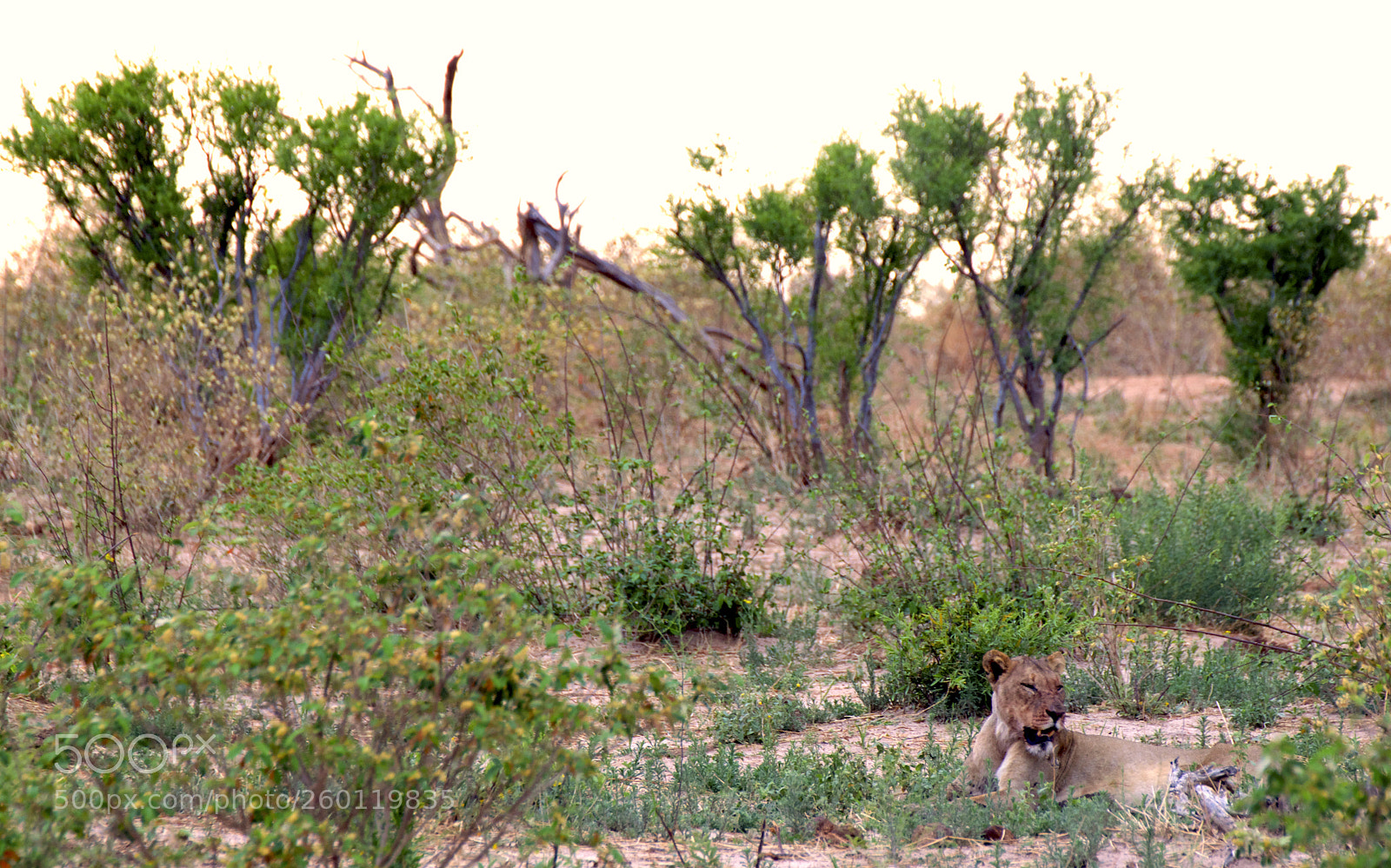 Nikon D3300 sample photo. Lioness in khaudum national photography