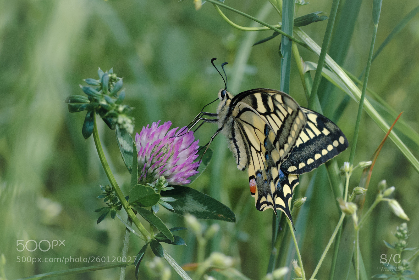 Nikon D80 sample photo. Butterfly #19 photography
