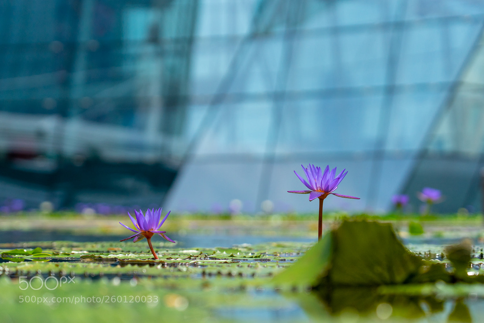 Sony a7 II sample photo. Urban flower photography