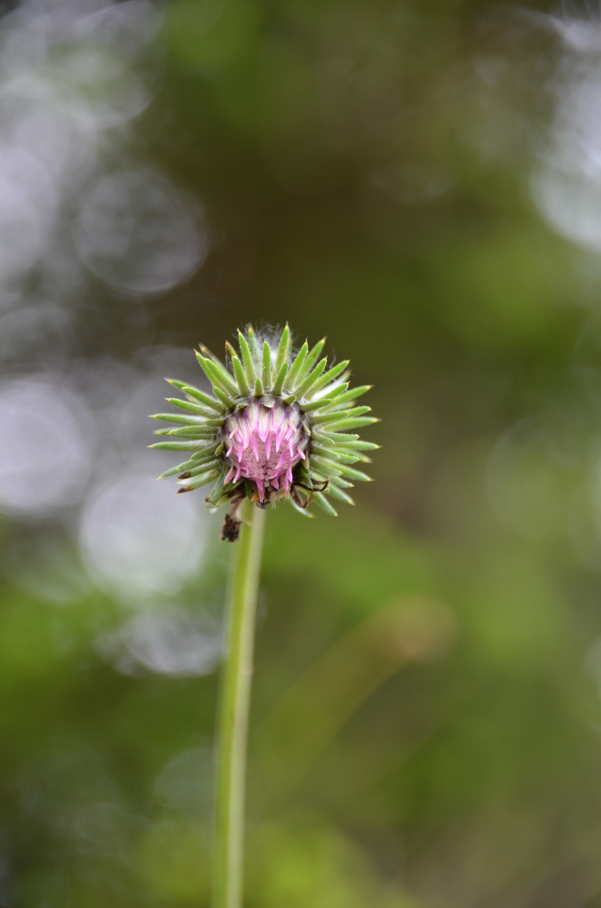 Sigma 18-250mm F3.5-6.3 DC Macro OS HSM sample photo. Alpendistel, wimbachtal photography