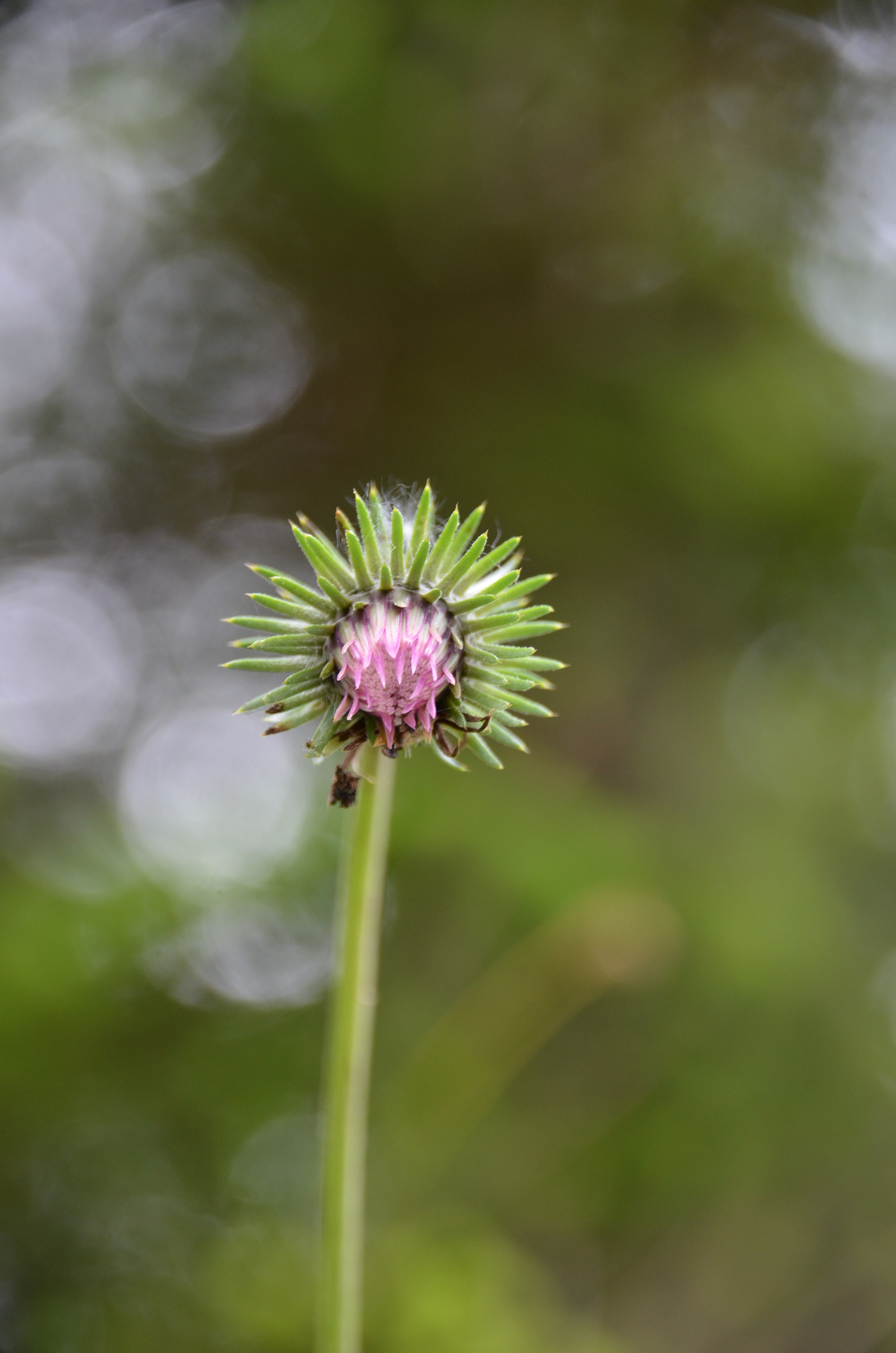 Nikon D7000 + Sigma 18-250mm F3.5-6.3 DC Macro OS HSM sample photo. Alpendistel, wimbachtal photography