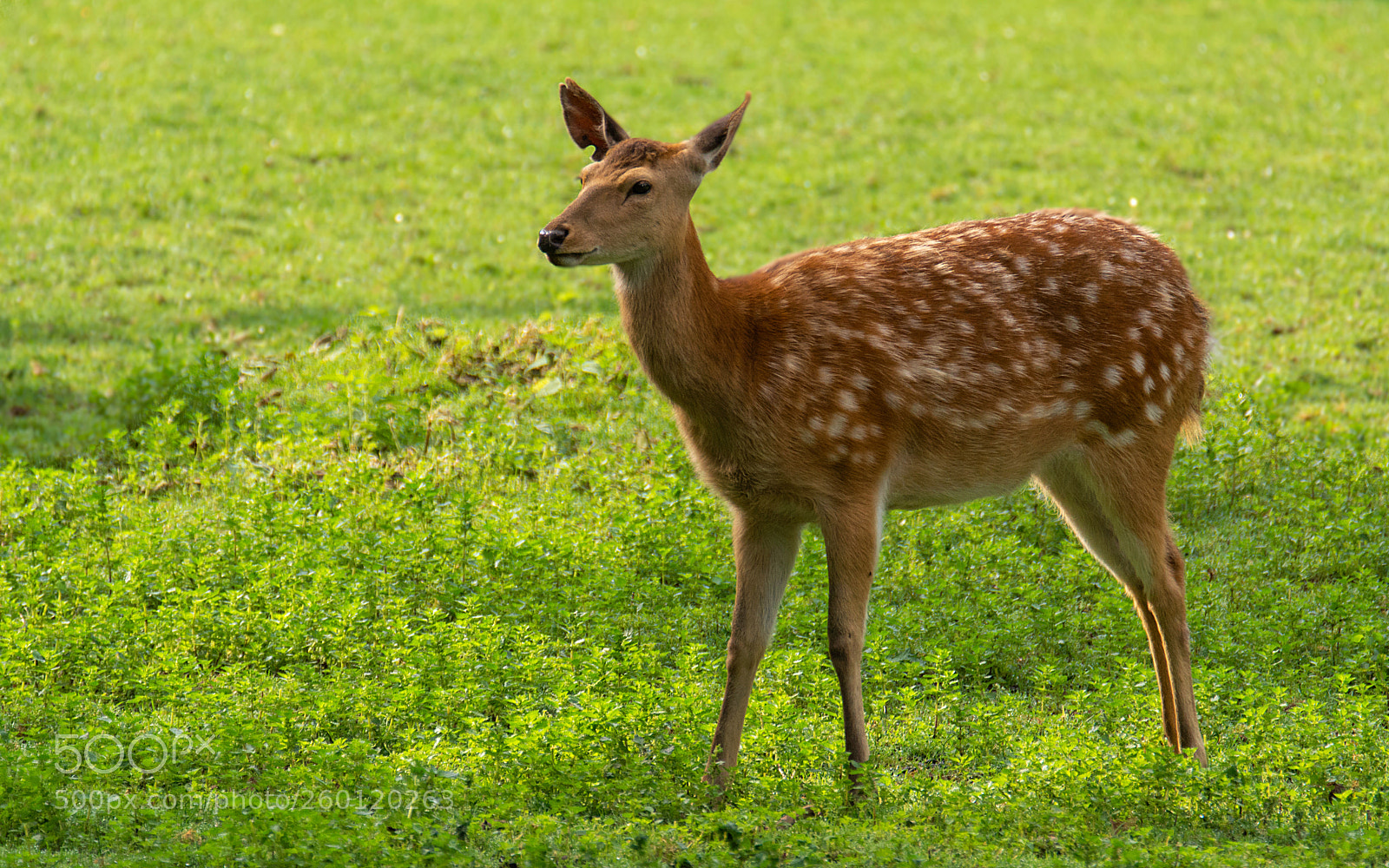 Nikon D7100 sample photo. Dybowski-hirsch photography